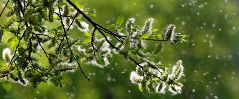 pollenallergi, allergisk mot pollen. 