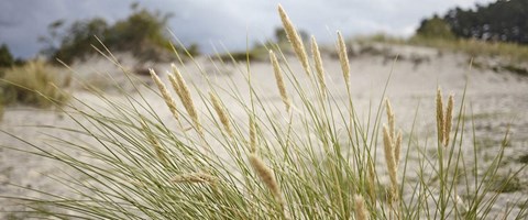 gresstrå på en strand. foto. 